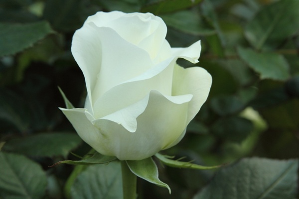 Rose Akito - Standard Rose - Roses - Flowers by category | Sierra